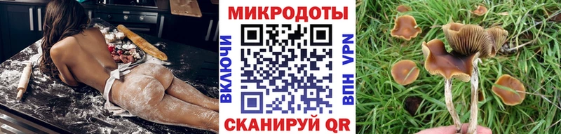 Псилоцибиновые грибы Psilocybe  Каспийск 
